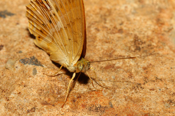 close up orange butterfly in nature