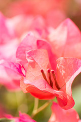 Beautiful orange red  bougainvillea flowers with blur background