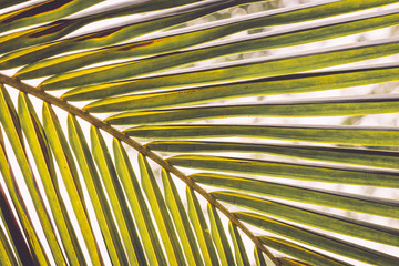 texture of green leaf coconut tree for background