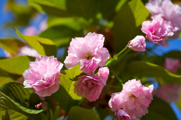 Fototapeta na wymiar Flowers of sacura blossoms on a spring day