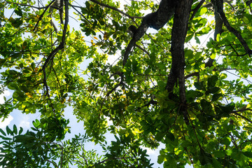 Green leaves against the sky