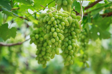 Bunch of fresh green grapes in vineyard
