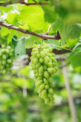 Bunch of fresh green grapes in vineyard