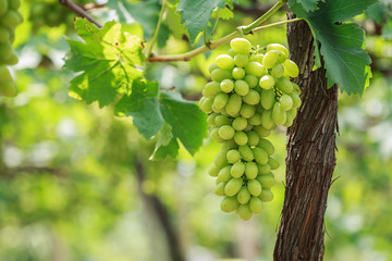 Bunch of fresh green grapes in vineyard