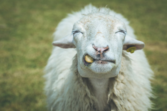Sheep in farm at Ratchaburi, Thailand