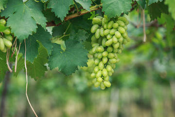 Bunch of fresh green grapes in vineyard