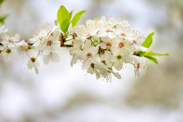 Obraz premium Flowers of the cherry blossoms on a spring day