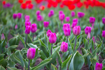 Colorful tulips