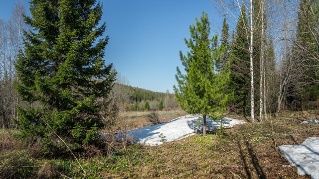 Fototapeta Contrasts of spring in the mountains of the Kuznetsky Alatau.