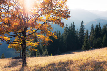 Fototapeta premium Fall colors tree