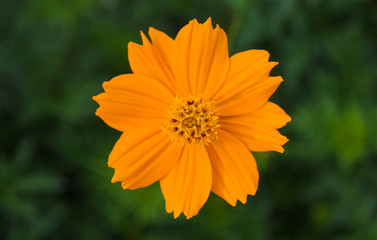 Orange flower