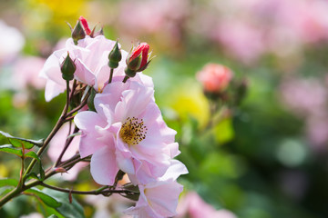 Fototapeta na wymiar Flowering rose