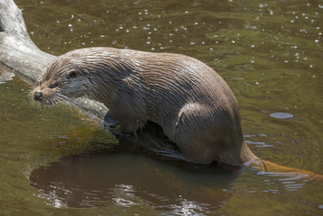otter - Lutra lutra in water