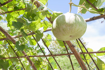 Benincasa hispida Thunb