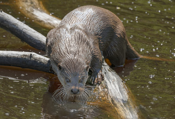 otter - Lutra lutra in water