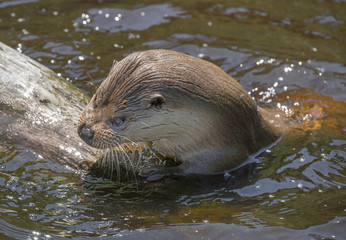 Fototapeta premium otter - Lutra lutra in water