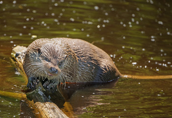 otter - Lutra lutra in water