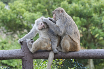 Monkeys in Hong Kong Country Park