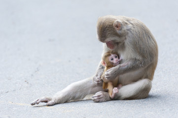 Monkey mother and baby