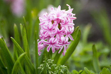 Obraz premium Flowers.