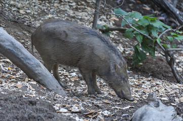 Wild boar