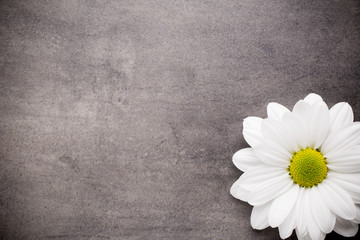 Obraz premium White flowers.