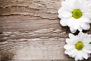 Obraz premium White flowers.