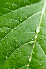 Green leaf with water drops. Selective focus
