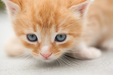 Funny yellow-orange infant kitten