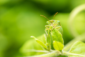 Green Shield Bug Insect Macro
