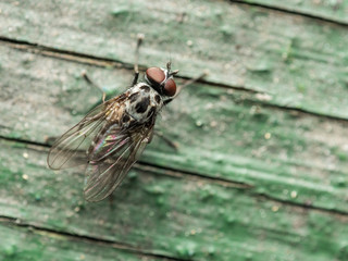 Housefly Macro On Green Wood Background