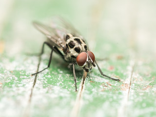 Housefly Macro On Green Wood Background