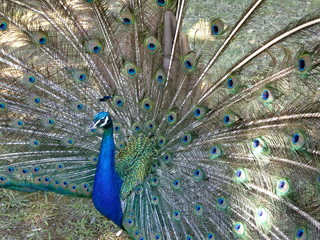 Obraz premium ロクルム島のクジャク Peacock in Lokrum