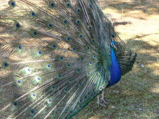 Obraz premium ロクルム島のクジャク Peacock in Lokrum