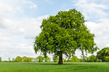 Fototapeta na wymiar Baum in der Marschlandschaft im Frühling