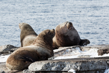 Northern Sea Lion or Steller Sea Lion. Kamchatka Peninsula