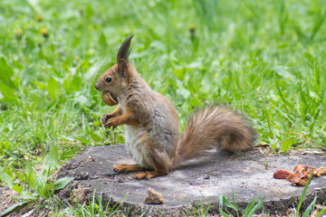 Naklejka na ściany i meble Squirrel eating a walnut. Cute animal.