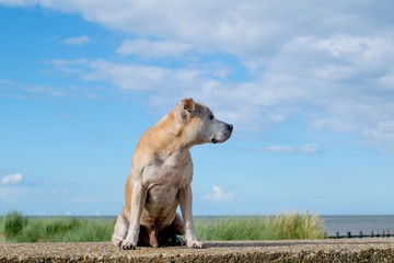 Obraz na płótnie Canvas Old Staffy Dog at the Beach