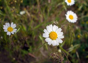 White Camomile field on a background of  grass