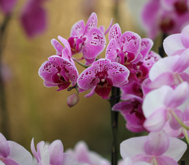 Group of flowers, purple orchid, phalaenopsis