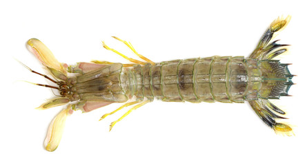 Mantis shrimp isolated on a white background
