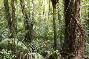 Fototapeta premium Tropical jungle forest
