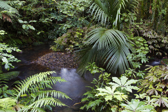 Fototapeta Jungle