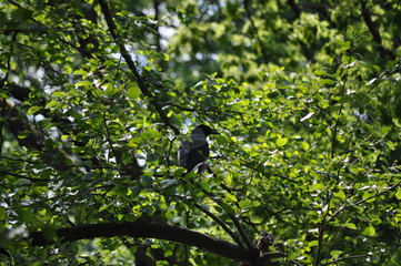 Aufmerksame Nebelkrähe (corvus corone) auf einem Ast sitzend