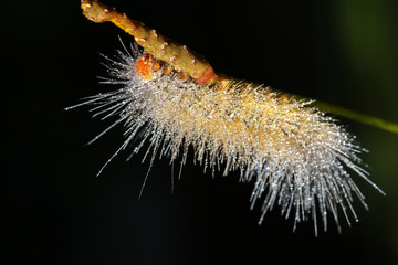 Caterpillar on branch