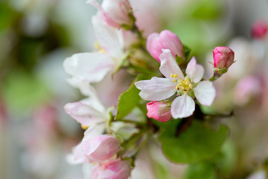 apple blossoms next to the window