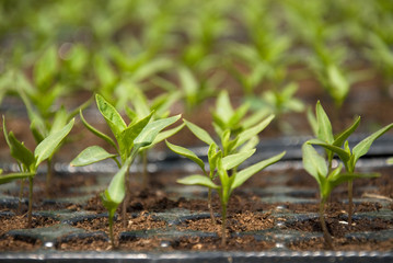 Fresh pepper seedlings in the greenhouse