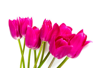 colorful tulips isolated on white