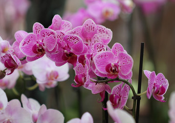 Group of flowers, purple orchid, phalaenopsis