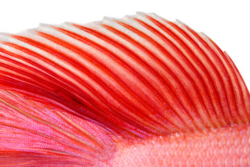 Texture of tail siamese fighting fish